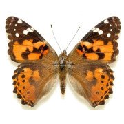 VANESSA CARDUI